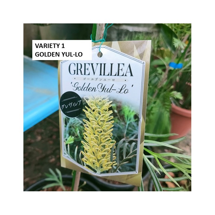 Grevillea