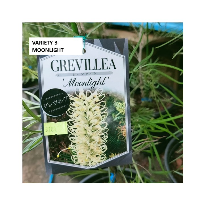 Grevillea