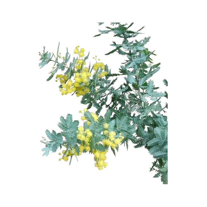 Acacia Dealbata (JAPAN)