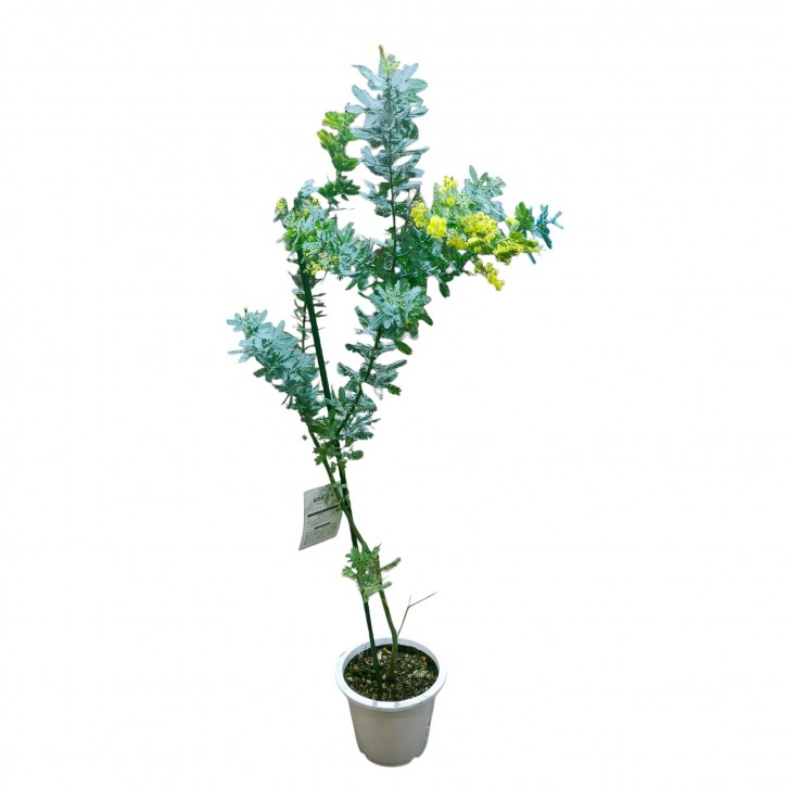 Acacia Dealbata (JAPAN)