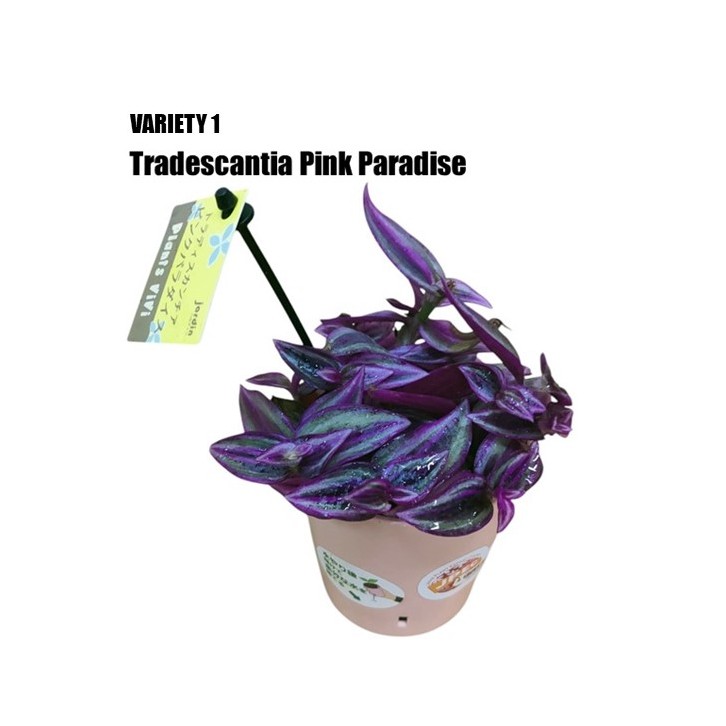 Tradescantia (Japan)