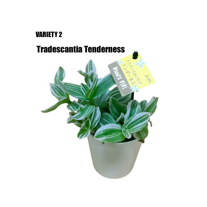 Tradescantia (Japan)