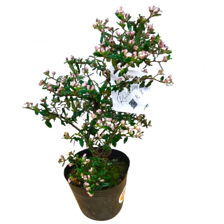 Rulingia hermanniifolia 天皇梅