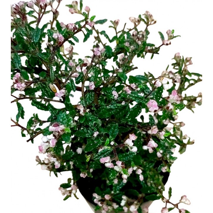 Rulingia hermanniifolia 天皇梅