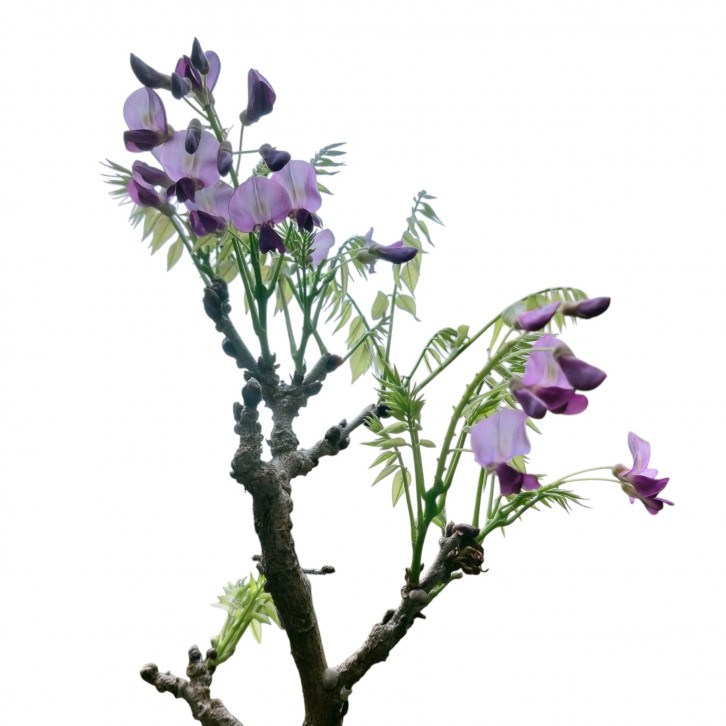 Wisteria Plant 紫藤 (JAPAN)