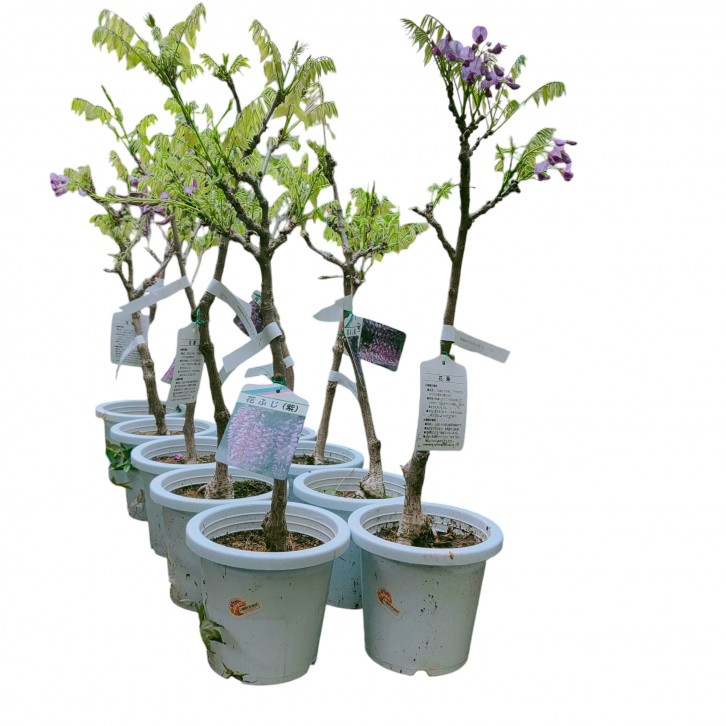 Wisteria Plant 紫藤 (JAPAN)