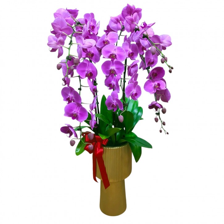 Phalaenopsis in tall pot 蘭花