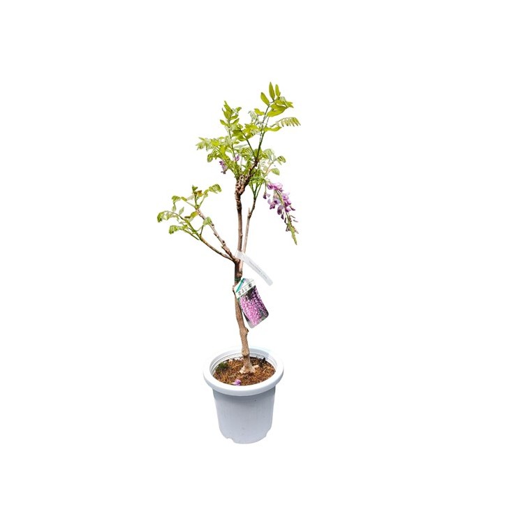 Wisteria Plant 紫藤 (JAPAN)