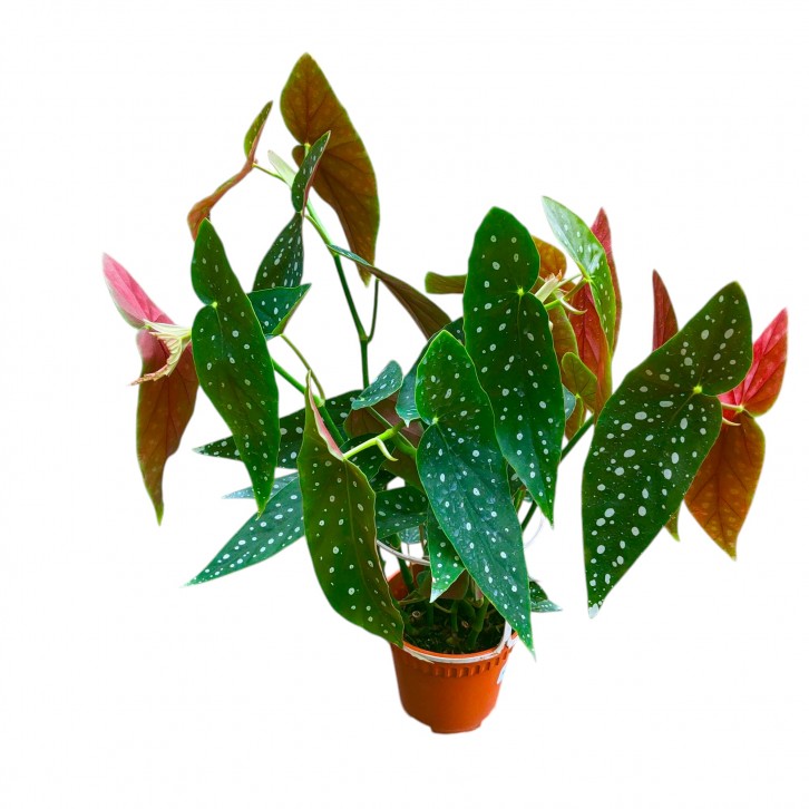 Begonia Maculata (Polka Dot Begonia)