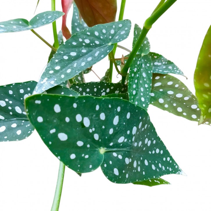 Begonia Maculata (Polka Dot Begonia)