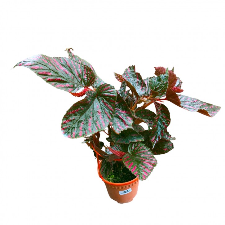 Begonia brevirimosa