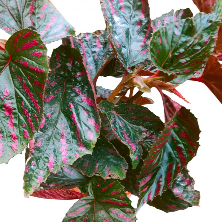 Begonia brevirimosa