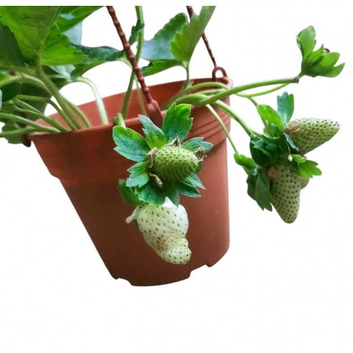 White Strawberry - Pineberry (Fragaria Ananassa)