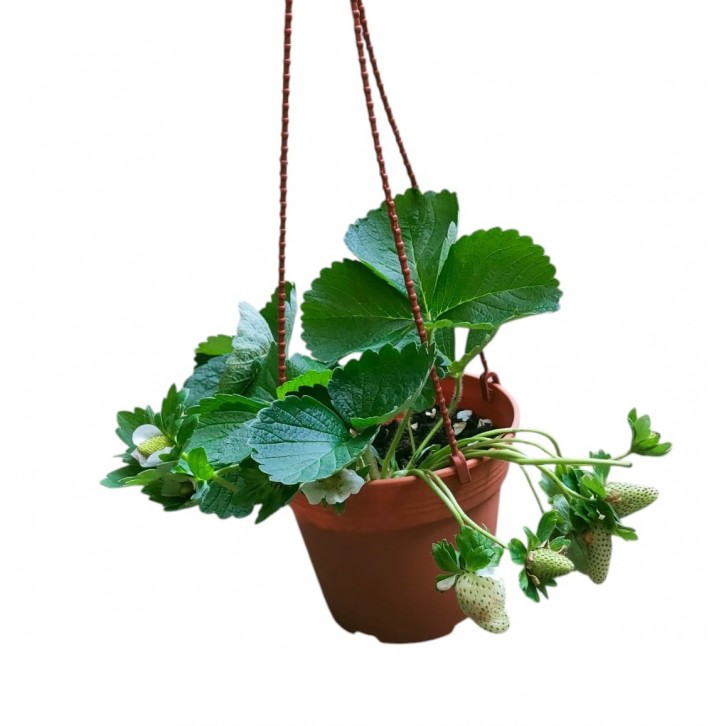 White Strawberry - Pineberry (Fragaria Ananassa)