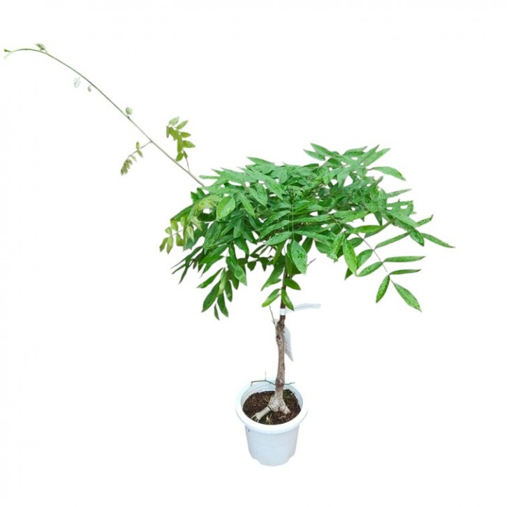 Wisteria Plant 紫藤 (JAPAN)