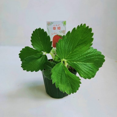 Strawberry Akihime, Japan (Fragaria ananassa)