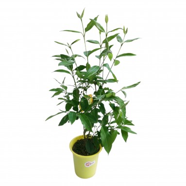 Lemon Myrtle 檸檬香桃 (Backhousia Citriodora)