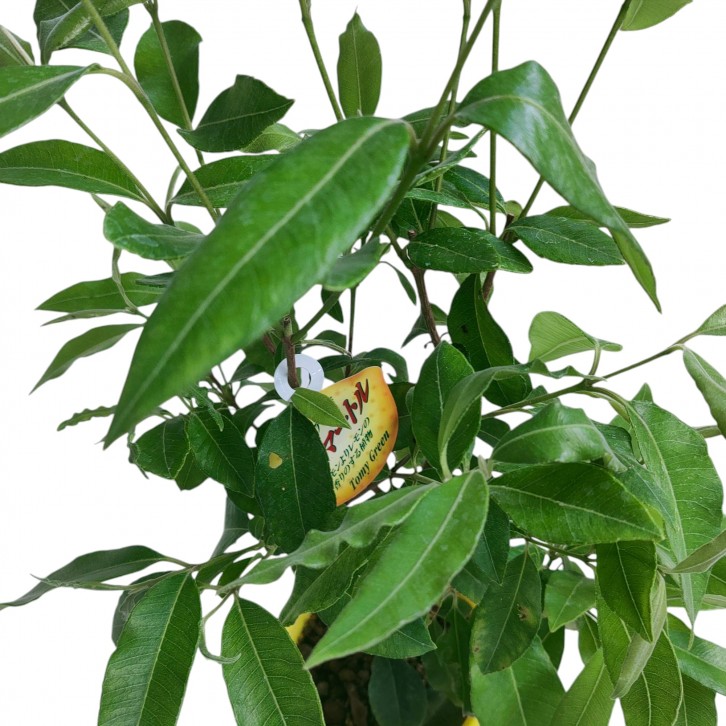 Lemon Myrtle 檸檬香桃 (Backhousia Citriodora)
