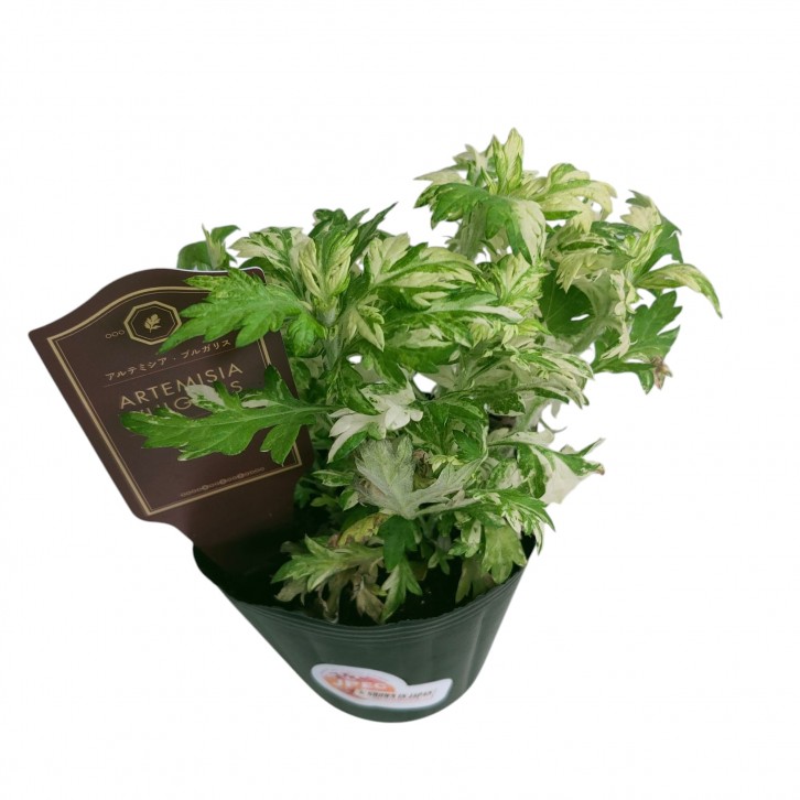Artemisia vulgaris variegated