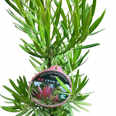 Podocarpus Macrophyllus SOSA