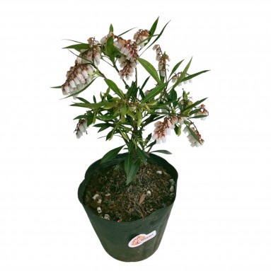 Pieris japonica