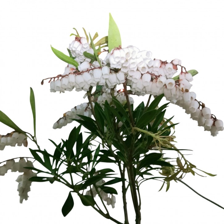 Pieris japonica