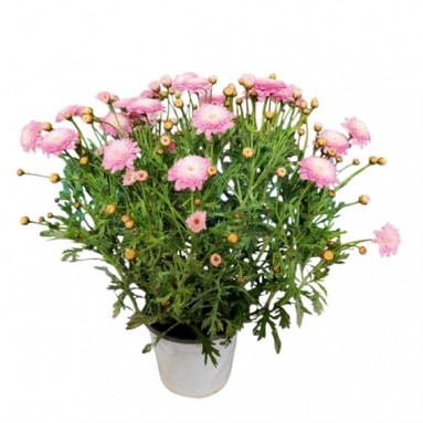 Paris Daisy (Argyranthemum Frutescens)