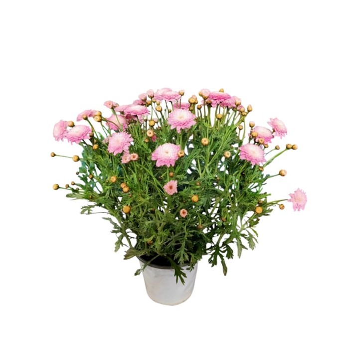 Paris Daisy (Argyranthemum Frutescens)