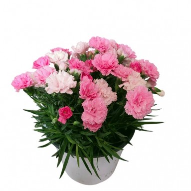 Carnation plant