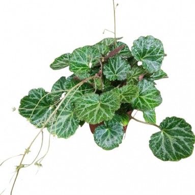 Saxifraga Stolonifera (Strawberry Begonia)