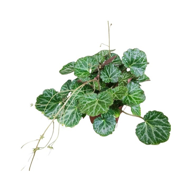 Saxifraga Stolonifera (Strawberry Begonia)