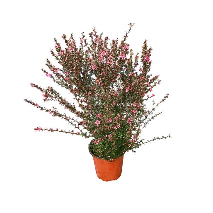 Leptospermum scoparium (Broom Tea-Tree)