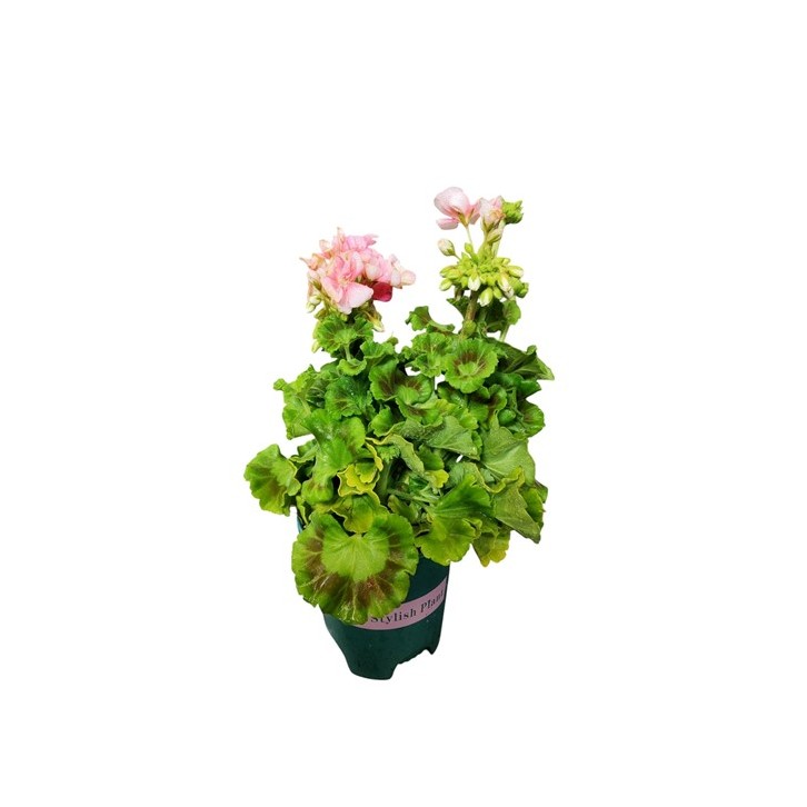 Pelargonium zonale