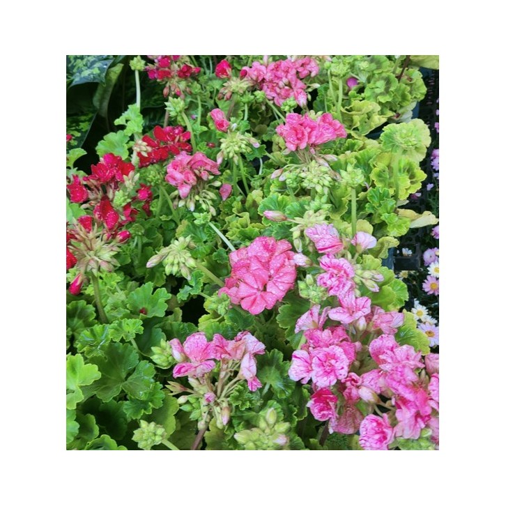 Pelargonium zonale