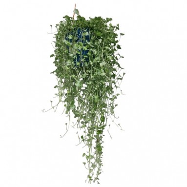 Centella Asiatica