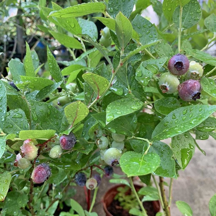 Blueberry Plant
