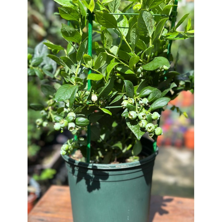 Blueberry Plant