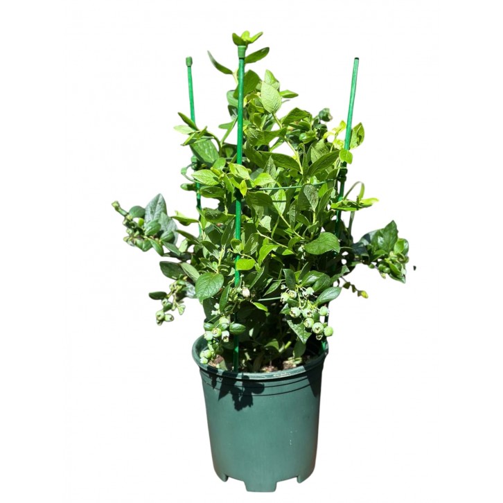 Blueberry Plant