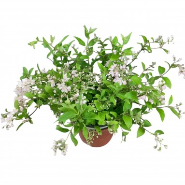 Deutzia