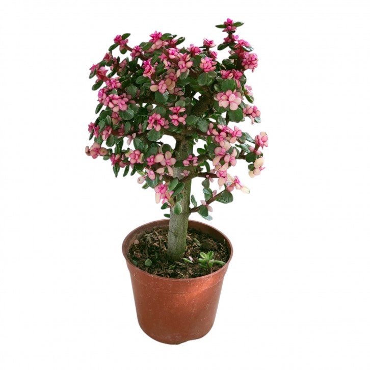 Portulacaria Afra (Elephant Bush)