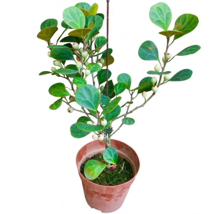 Ficus deltoidea (Mistletoe Fig)