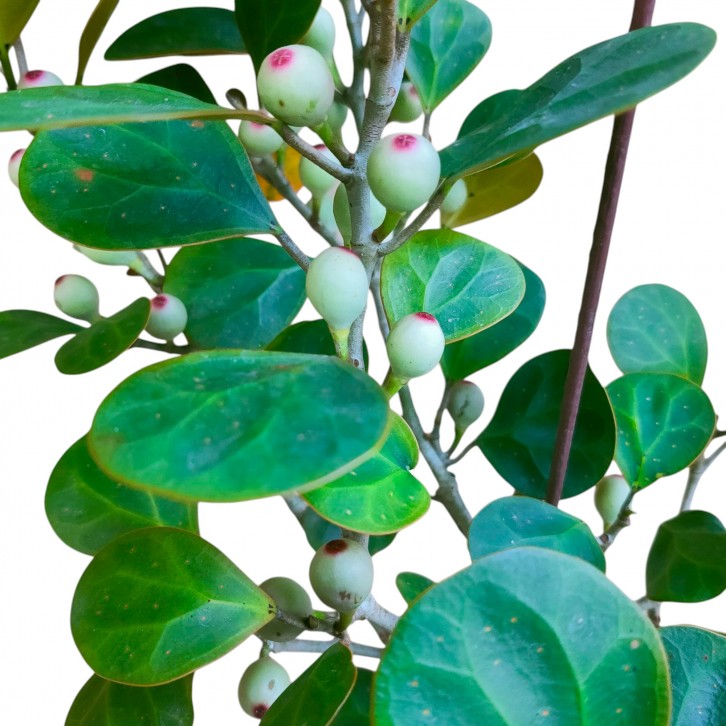 Ficus deltoidea (Mistletoe Fig)
