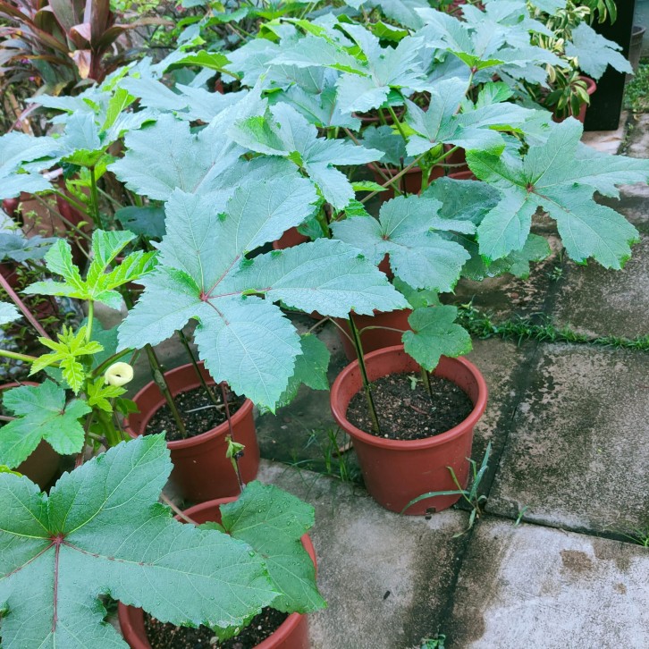 Okra 秋葵 Ladies Fingers (Abelmoschus Esculentus)