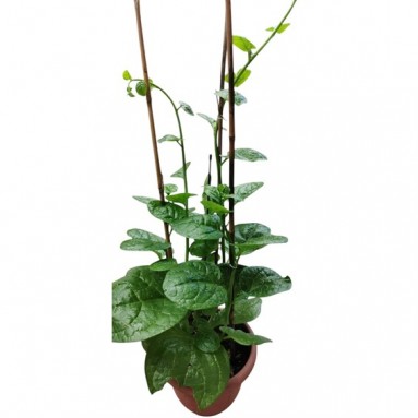Malabar Spinach (Basella Alba) 帝皇苗