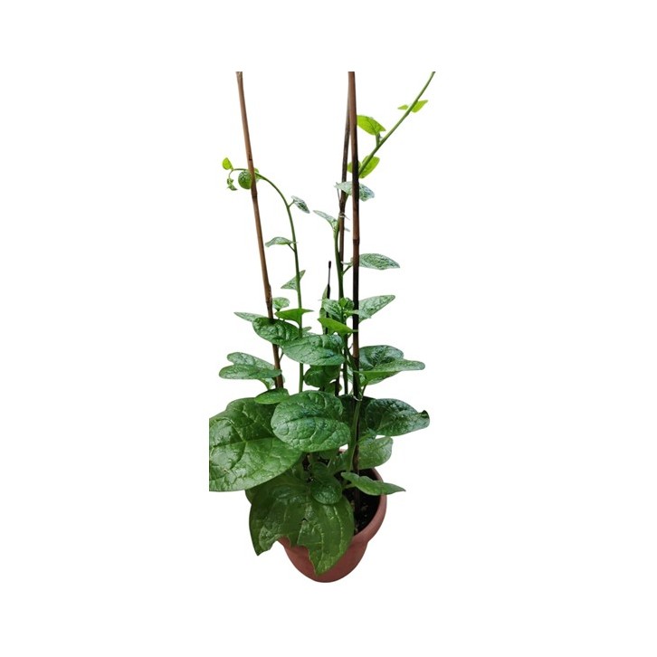 Malabar Spinach (Basella Alba) 帝皇苗