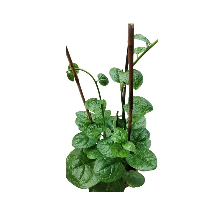Malabar Spinach (Basella Alba) 帝皇苗