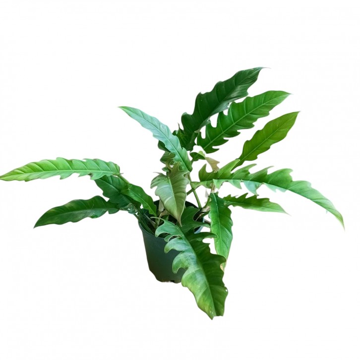 Philodendron 'Ring of Fire'