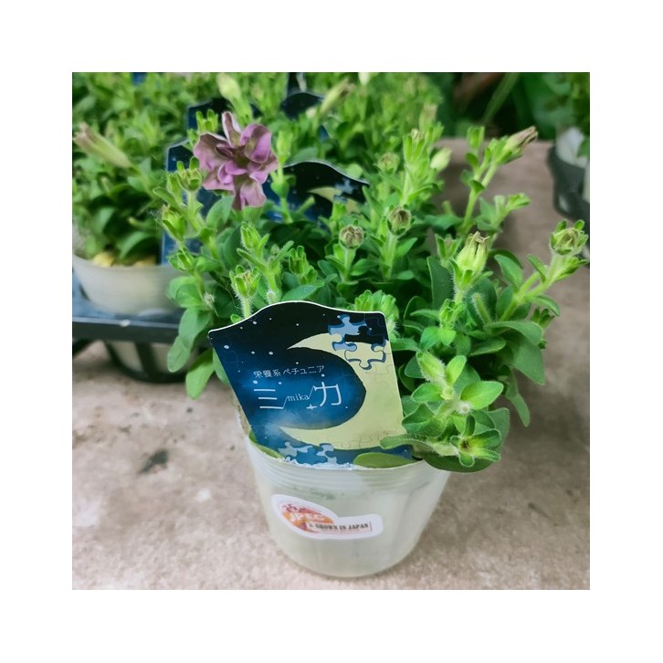 Petunia Double - Special Color (Japan)