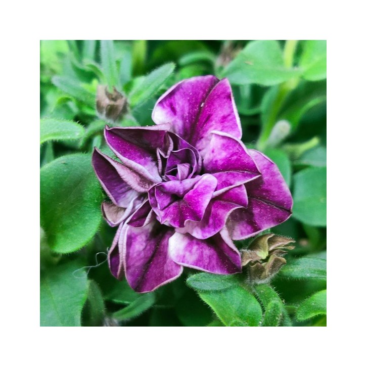 Petunia Double - Special Color (Japan)