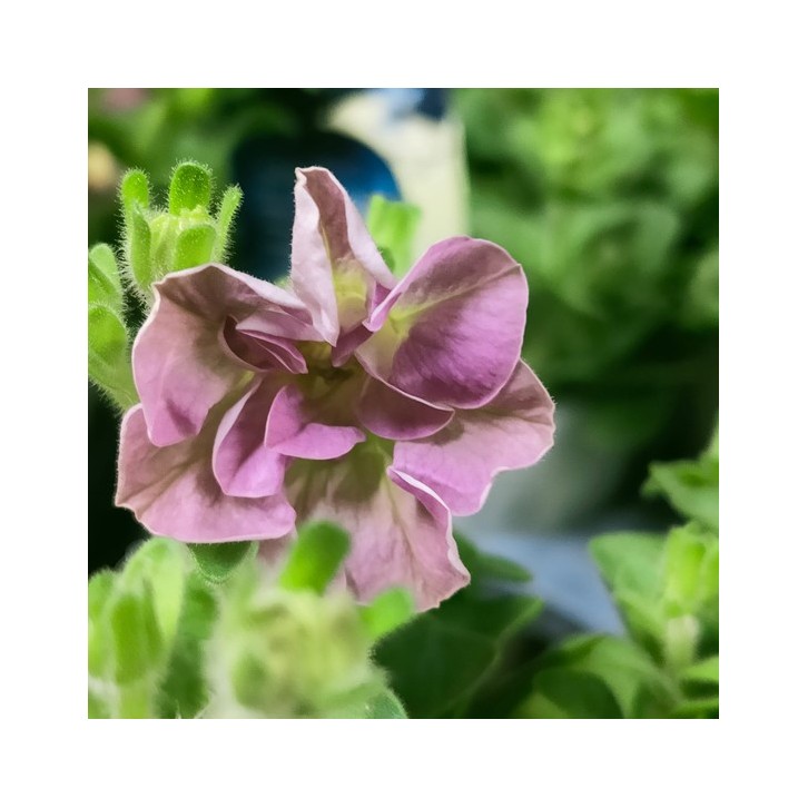 Petunia Double - Special Color (Japan)